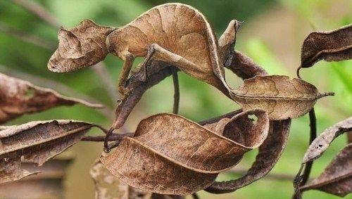 حیواناتی که استاد تغییر قیافه اند!